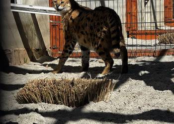 Sprzedam serwala sawannowego