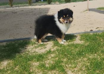 Owczarek szkocki collie ZKwP (FCI)