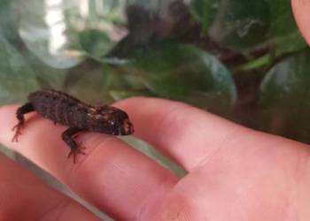 Scynk krokodylowy / Tribolonotus novaeguineae