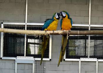 Ara Ararauna dorosłe ptaki