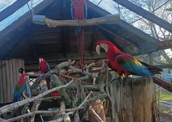 Ara zielonoskrzydła