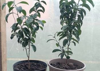 Mandarynki sztuk 85 zł