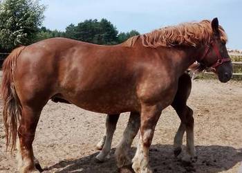 Sprzedam klacz zimnokwista zrebna że źrebakiem