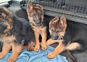 Szeniaki owczarek niemiecki