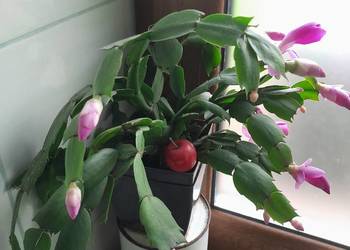 Grudnik, szlumbergera, kaktus Bożego Narodzenia