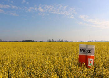 Nasiona rzepaku KWS DERRICK Buteo Start+ Scenic Gold