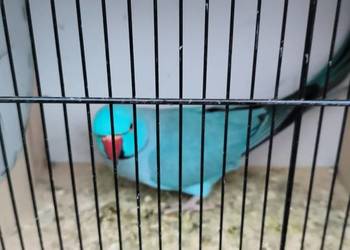 Aleksandrety obrozne ptaki papugi