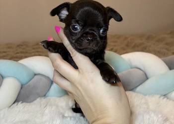 Chihuahua krótkowłosy czekoladowy piękny badania DNA , rodowód