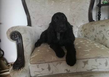 Cocker Spaniel Angielski suczka 5 lat szuka kochajacej rodziny