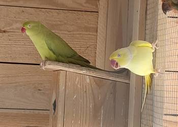 Likwidacja amatorska hodowlę papug 10 par legowych Likwidacja amatorska hodowlę papug 10 par legowych