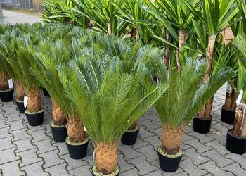 Sztuczna palma z kokosem jak żywa PREMIUM hit nowoczesna 80