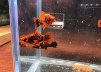 Marble mieczyki bardzo ładne