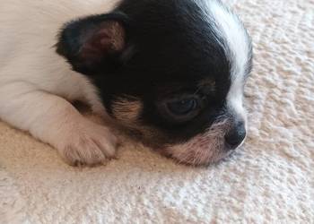 Chihuahua chłopiec DOLAR