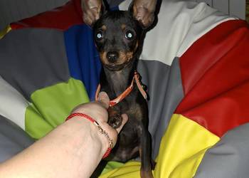 3 miesieczny piesek Bingo  ratlerek miniaturka pinczerki