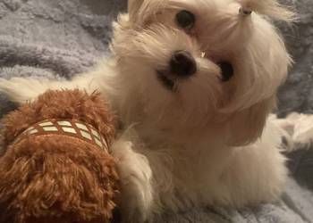 sunia i piesek maltańczyk