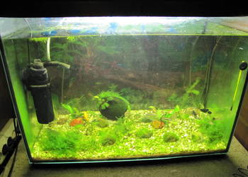 Akwarium 72 l z obsadą