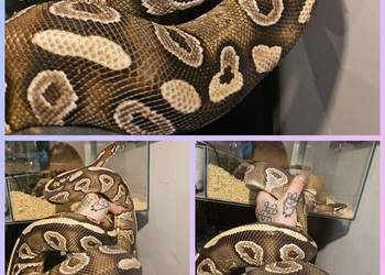 Pyton królewski samica enchi majave gotowa na sezon