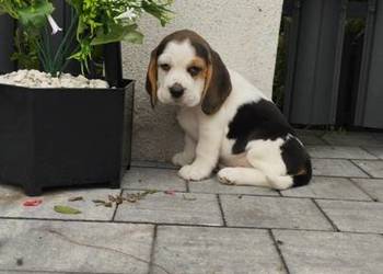 BEAGLE PIĘKNA SUNIA TRICOLOR GOTOWA DO ODBIORU