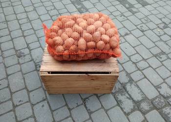 Ziemniaki sortowane, świeżo po zbiorze