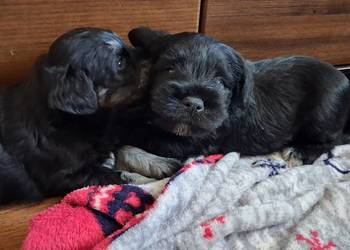 Sznaucer miniaturowy