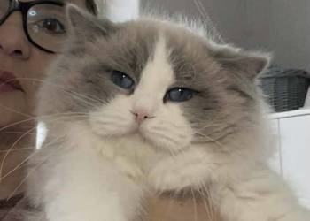 Ozzy Ragdoll