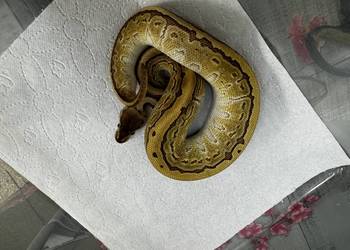 Wąż zbożowy python Regius królewski  młode ładne kolorki