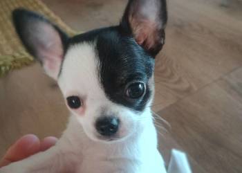 Chihuahua piękny malutki xxs *EFEKT* PIRAT czip