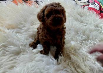 Pudel toy  - red brown, pochodzenie Chiny