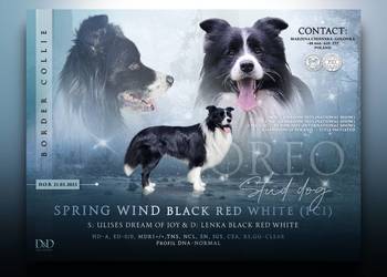 Reproduktor Border Collie FCI