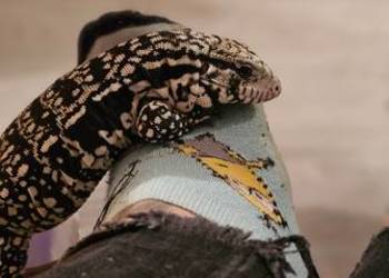 Teju argentynski mlody