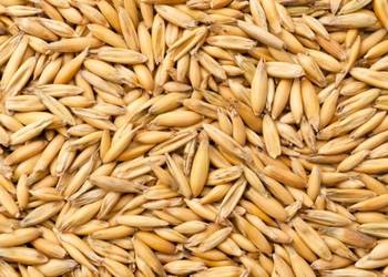 OWIES jary POKER sprzedam