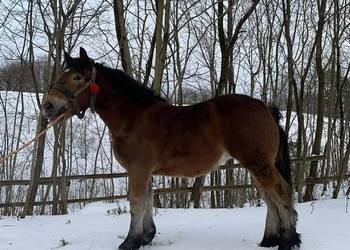 Źrebica zimnokrwista