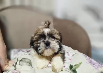 Shih-Tzu