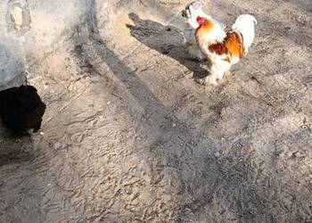 Jajka lęgowe Brahmy olbrzymiej