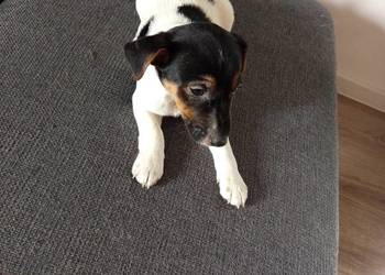 Jack Russell Terrier