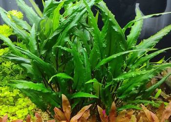 Kryptokoryna Cryptocoryne wendtii green - roślina akwariowa
