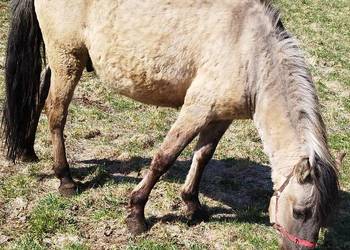 Młody ogier koń polski