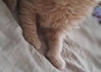 Do rezerwacji koty perskie