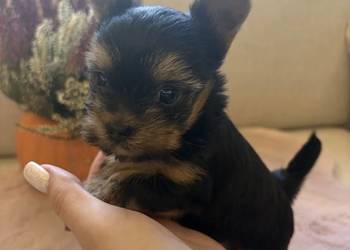 Ostatnia kruszynka XXS York Mini Miniaturowa kruszynka Yorkshire Terrier Su