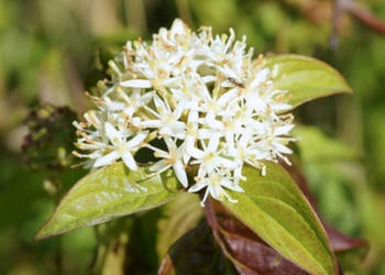 DEREŃ ŚWIDWA Cornus sanguinea NASIONA 150 sztuk - 10g.