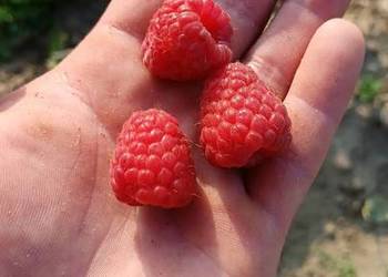 Sadzonki maliny Sugana