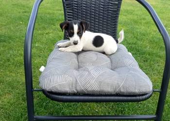 Jack Russell Terrier