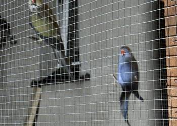 Aleksandretty obrożne para lęgowa