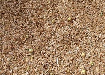 Len oleisty, siemię lniane