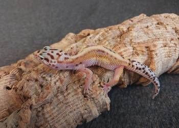 Gekony lamparcie