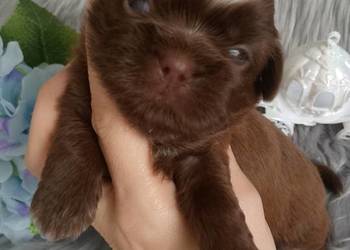 Czekoladowy piesek rasy Shih-Tzu