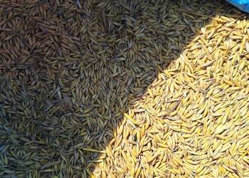 Sprzedam owies prosto z kombajnu z 2025