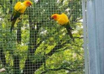 Konury Słoneczne para lęgowa