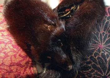 Kołnierz z futra norki