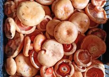 Zbieram rydze na zamówienie Zbieram rydze na zamówienie